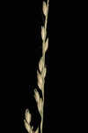 Bluejoint panicgrass